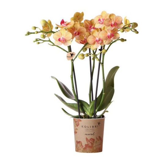 Hummingbird Orchids | orange Phalaenopsis orchid pot size Ø9cm | Jamaica | flowering houseplant - fresh from the grower