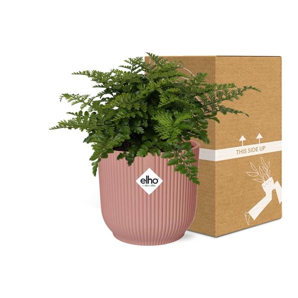 Asplenium Parvati in ELHO Vibes Fold 14cm pink