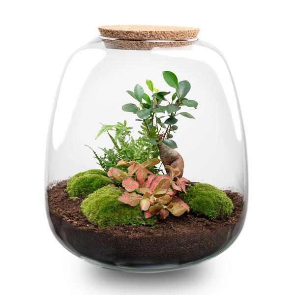 Plant terrarium - Emma - DIY kit - ↑ 25 cm - Ø 23 cm - Bonsai Red + LED