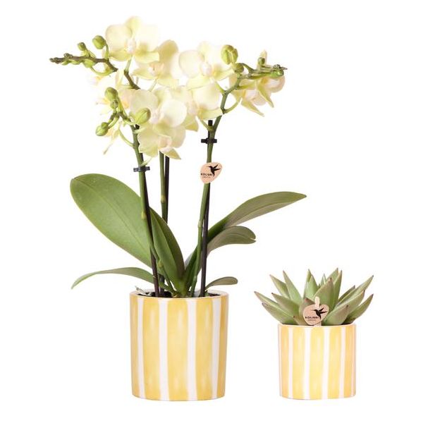 Kolibri Orchids | Set van gele orchidee Mexico en succulent in Painted Stripe sierpot - potmaat Ø9cm & Ø6cm | bloeiende kamerplant - vers van de kweker