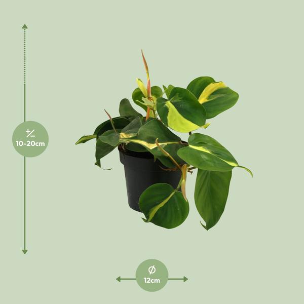 Lophospermum Brasil Scandens - Ø12cm - ↕20cm