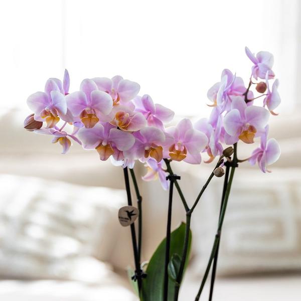 Firma Kolibri | Geschenkset Romantisch| Pflanzenset mit rosa Phalaenopsis-Orchidee und Sukkulenten inkl. Dekotöpfen aus Keramik