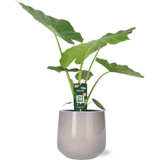 Alocasia Macrorrhiza - Ø19cm - ↕70cm + Puglia Pot D21/23,5x21cm - Grijs