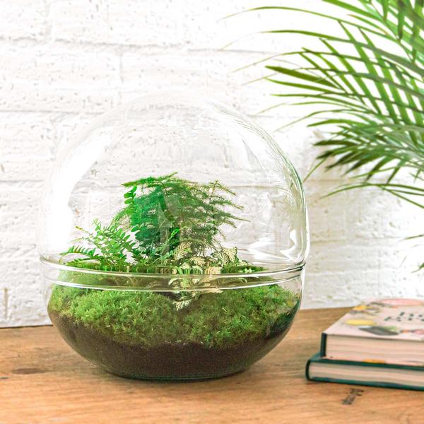 DIY terrarium - Dome XL - ↕ 30 cm