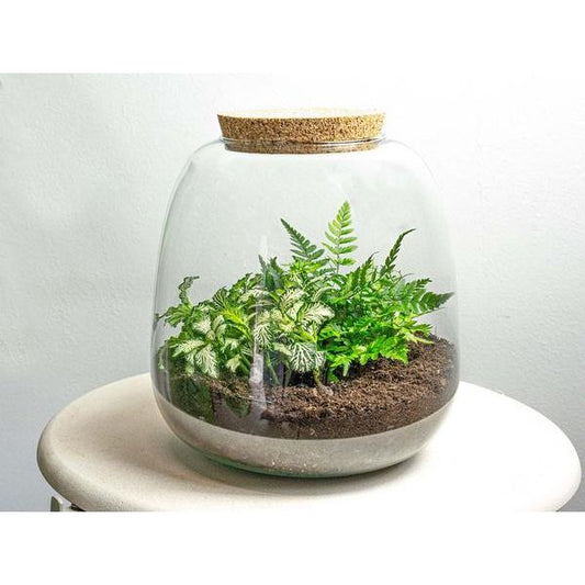 Plant terrarium - Emma Mini - DIY kit - ↑ 20 cm - Ø 19 cm - Fittonia White Tiger