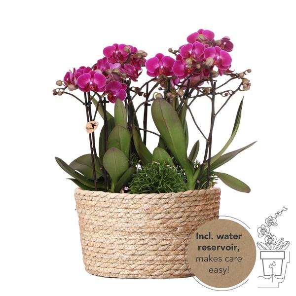 Kolibri Orchids | paarse plantenset in Reed Basket incl. waterreservoir | drie paarse orchideeën Morelia 9cm en drie groene planten Rhipsalis | Jungle Bouquet paars met zelfvoorzienend waterreservoir