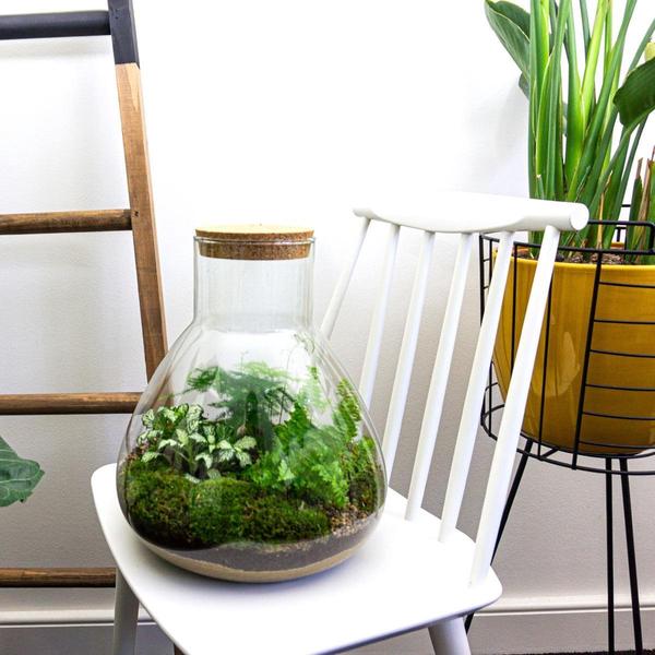 DIY-Terrarium - Sam XL - ↕ 35 cm