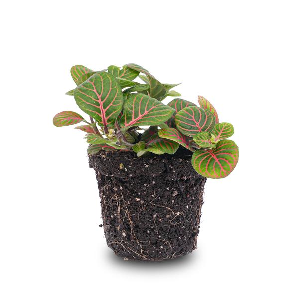 Fittonia Bubble Red - Red and green - Mosaic plant - pot size 8