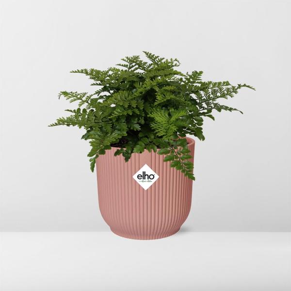 Asplenium Parvati in ELHO Vibes Fold 14cm roze