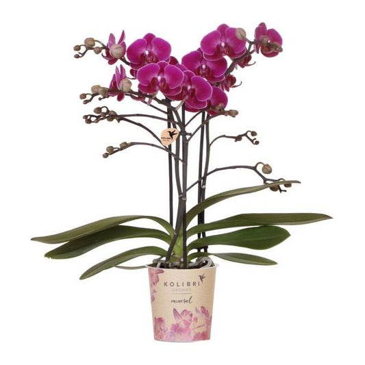 Hummingbird Orchids | Purple phalaenopsis orchid - Morelia - pot size Ø9cm | flowering houseplant - fresh from the grower