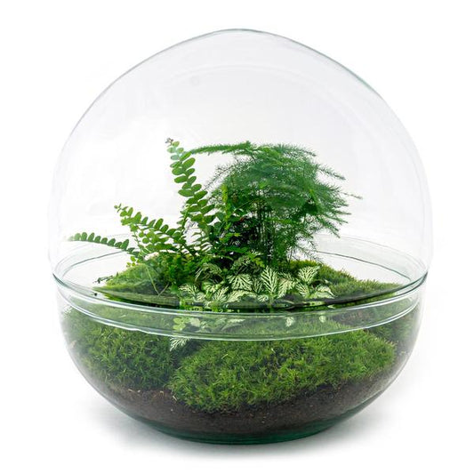 DIY terrarium - Dome XL - ↕ 30 cm