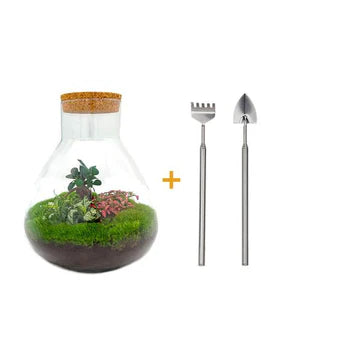 DIY-Terrarium - Sam XL Bonsai - ↕ 35 cm