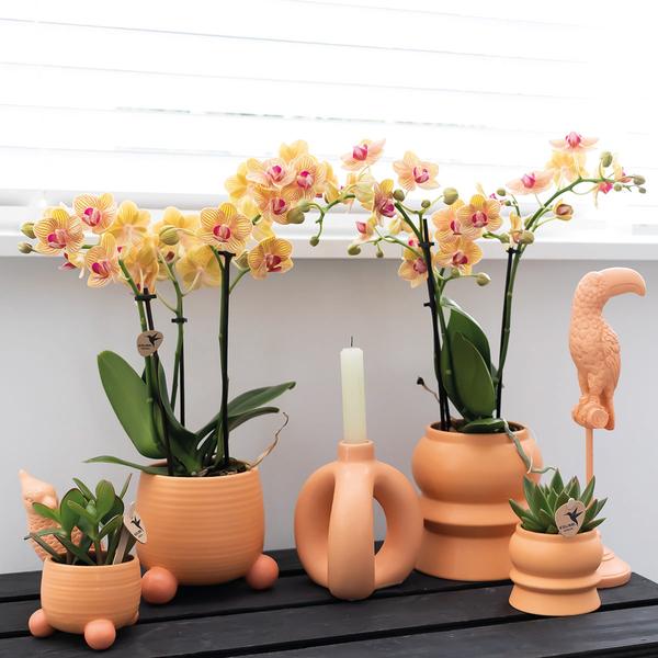 Kolibri-Orchideen | Orange Phalaenopsis Orchidee - Mineral Bolzano + Rolling Peach - Topfgröße Ø9cm | blühende Zimmerpflanze - frisch vom Züchter