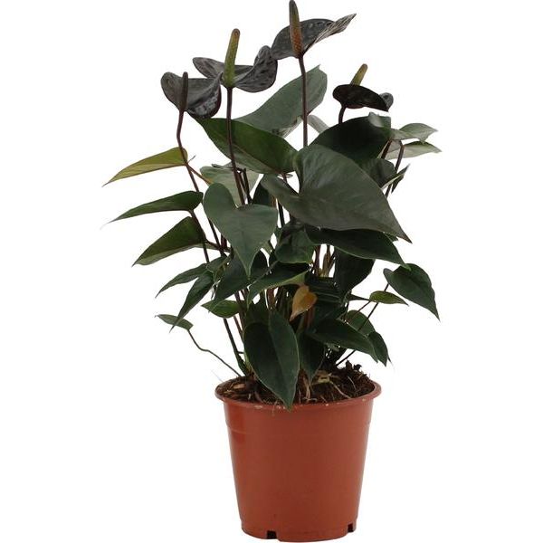 Anthurium Black Love In Transparant Sleeve - Ø12cm - ↕36cm