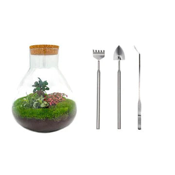 DIY-Terrarium - Sam XL Bonsai - ↕ 35 cm