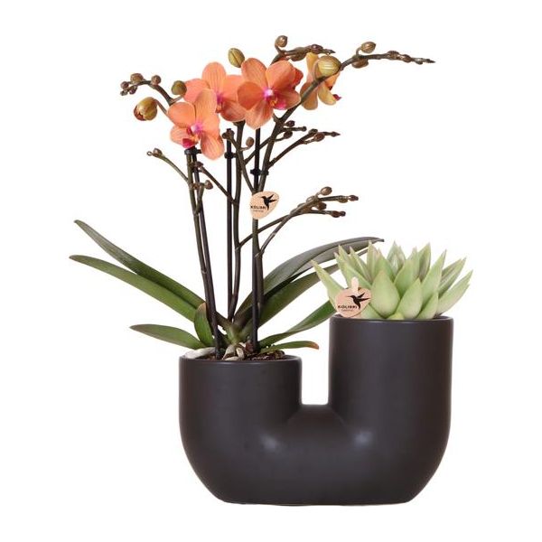 Kolibri Orchids | Set van oranje orchidee Bolzano en succulent in Tube sierpot black - potmaat Ø9cm | bloeiende kamerplant - vers van de kweker