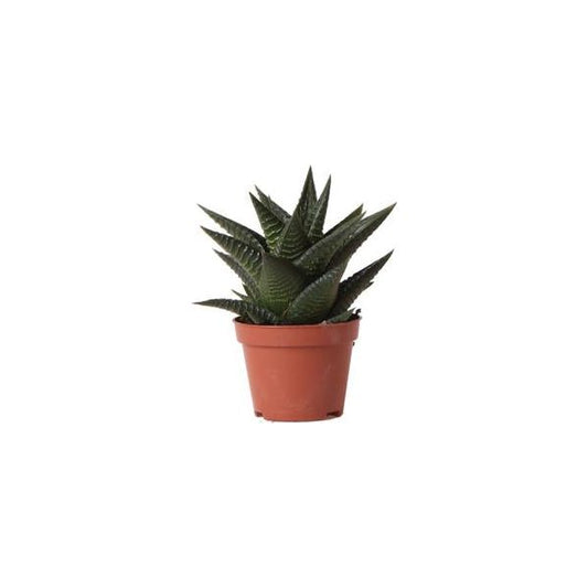 Hummingbird Greens | Green plant - Succulent Haworthia Limifolia - pot size Ø6cm - green houseplant - fresh from the grower