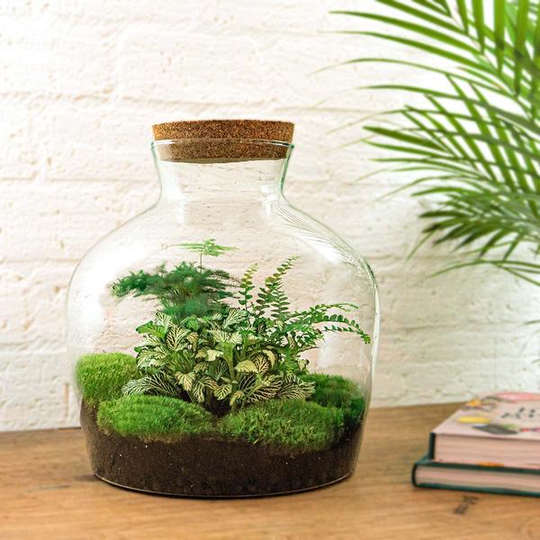 DIY terrarium - Fat Joe Green - ↕ 30 cm