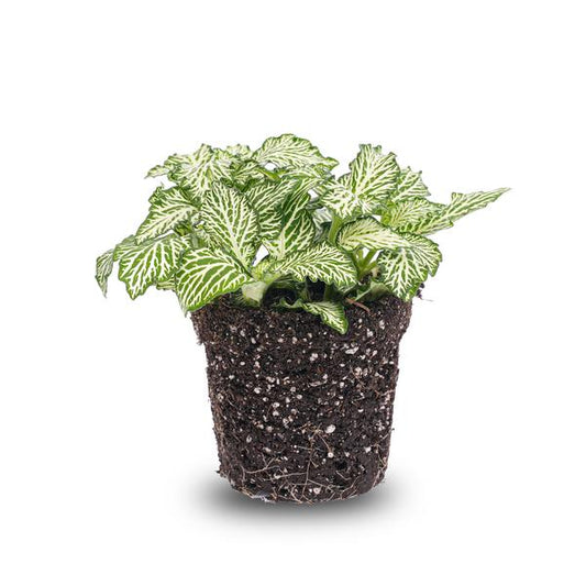 Fittonia White - Weißer Tiger - Mosaikpflanze - Terrarienpflanze - Topfgröße 8