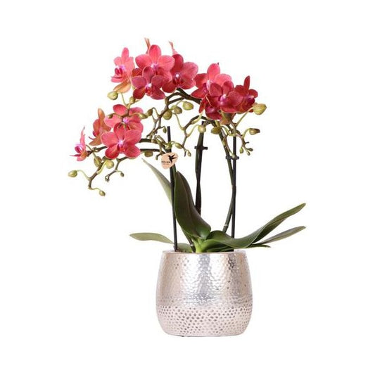 Kolibri-Orchideen | rote Phalaenopsis Orchidee – Congo + Elite Topf silber – Topfgröße Ø9cm – 40cm hoch | blühende Zimmerpflanze im Blumentopf – frisch vom Züchter