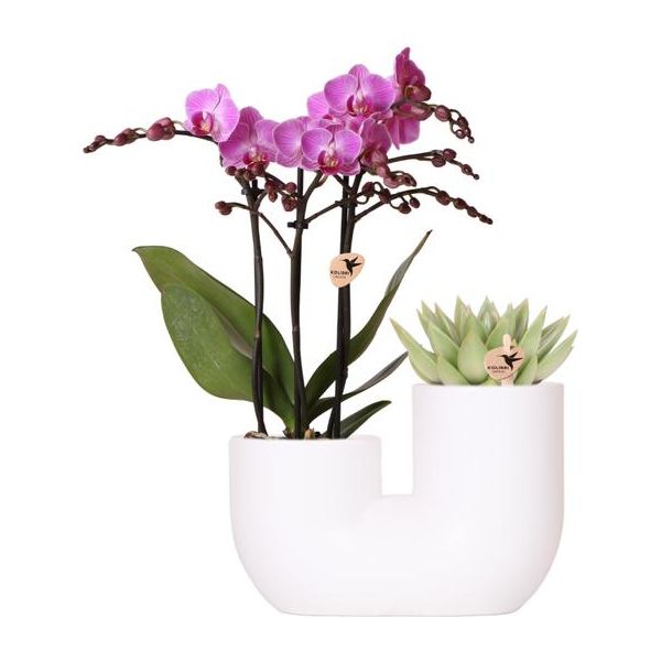 Kolibri Orchids | Set van roze orchidee Vienna en succulent in Tube sierpot wit - potmaat Ø9cm | bloeiende kamerplant - vers van de kweker