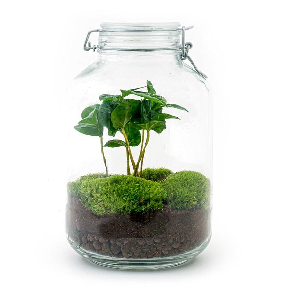 DIY-Terrarium - Glas - Coffea Arabica - ↕ 28 cm - Normales Glas