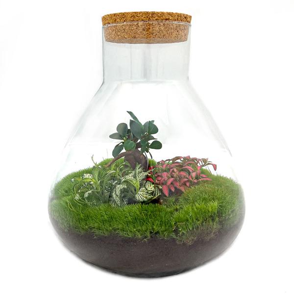 DIY terrarium - Sam XL Bonsai - ↕ 35 cm