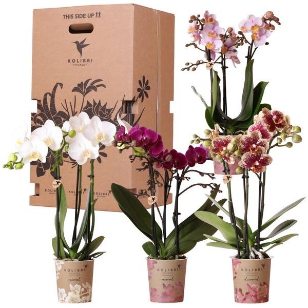 Kolibri Orchids - Surprise box mix - plant discount box - surprise box with 4 different orchids 9cm - fresh from the grower