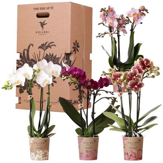 Kolibri Orchideen - Überraschungsbox Mix - Pflanzen Vorteilsbox - Überraschungsbox mit 4 verschiedenen Orchideen 9cm - Frisch vom Züchter