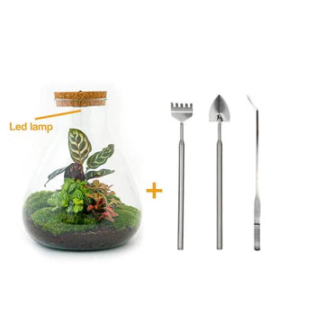 DIY terrarium - Sam Calathea with Light - ↕ 30 cm