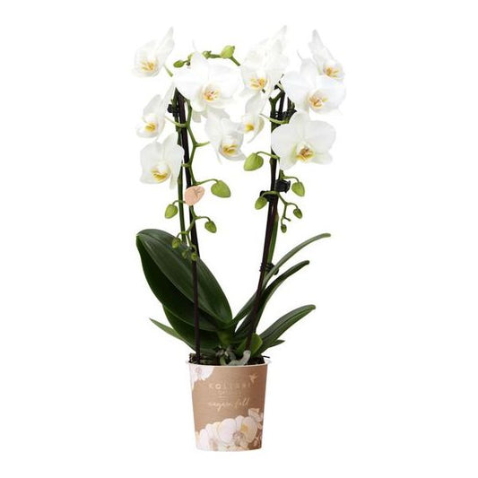 Kolibri-Orchideen | weiße Phalaenopsis Orchidee - Niagara Fall - Topfgröße Ø9cm | blühende Zimmerpflanze - frisch vom Züchter