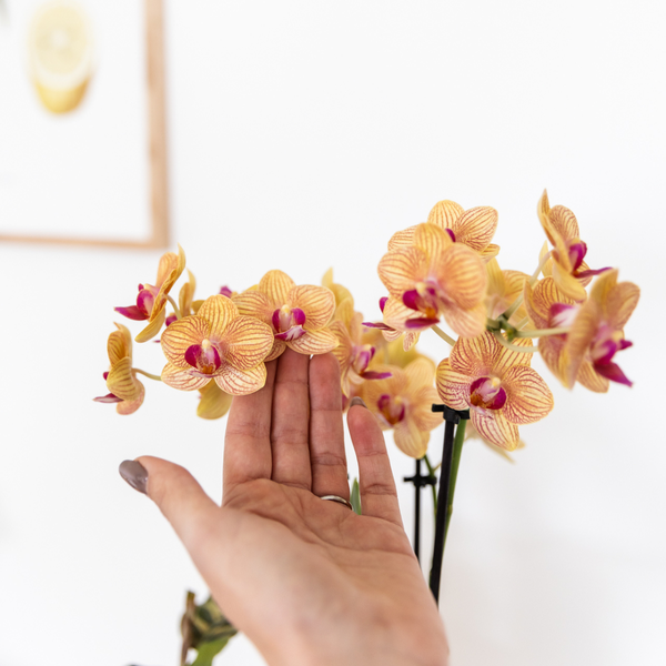 Hummingbird Orchids | orange Phalaenopsis orchid - Jamaica + Painted Stripe pot orange - pot size Ø9cm | flowering houseplant - fresh from the grower