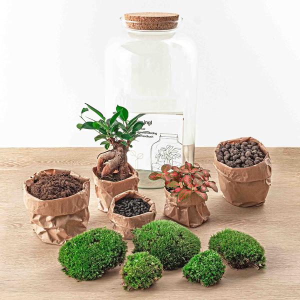 DIY-Terrarium - Sven Bonsai - ↕ 43 cm - Normal