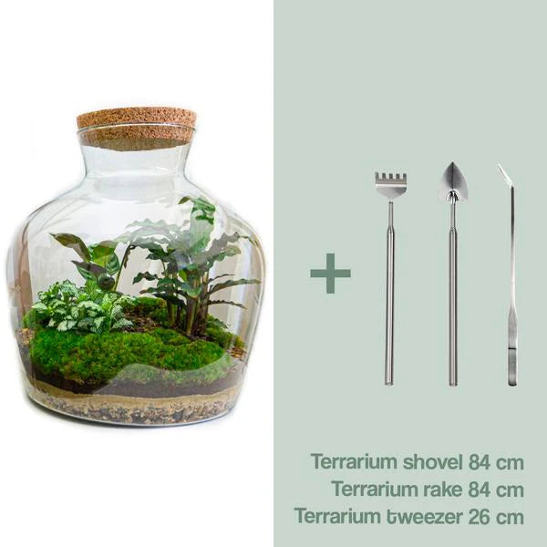 DIY terrarium -  Fat Joe - ↕ 30 cm