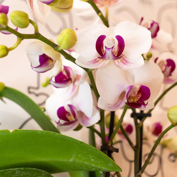 Hummingbird Orchids | White Phalaenopsis orchid - Mineral Gibraltar - pot size Ø9cm | flowering houseplant - fresh from the grower