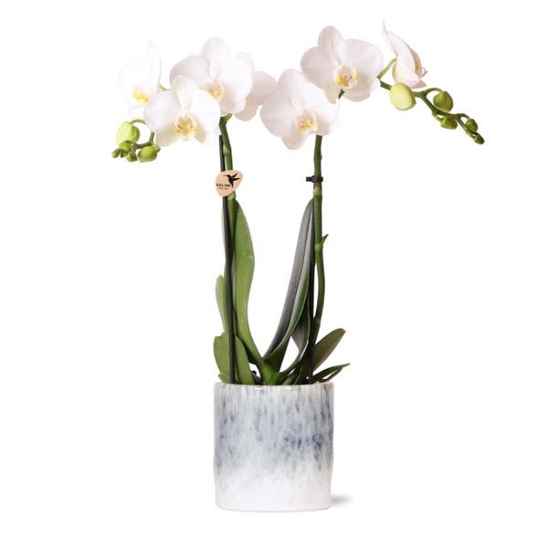 Kolibri-Orchideen | weiße Phalaenopsis Orchidee – Amabilis + Sky Pot – Topfgröße Ø9cm – 40cm hoch | blühende Zimmerpflanze im Blumentopf – frisch vom Züchter