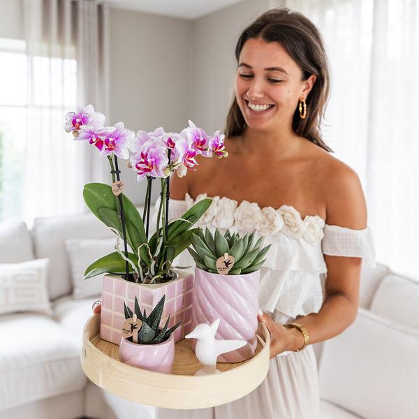 Firma Kolibri | Geschenkset Bunter Optimismus | Pflanzenset mit rosa Phalaenopsis-Orchidee und Sukkulenten inkl. Dekotöpfen aus Keramik