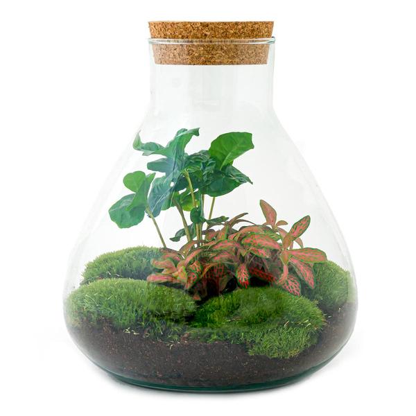 DIY-Terrarium - Sammie Coffea - ↕ 27 cm