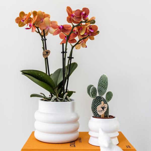 Kolibri-Orchideen | Orange Phalaenopsis Orchidee - Mineral Bolzano + Bubble Pot weiß - Topfgröße Ø9cm | blühende Zimmerpflanze - frisch vom Züchter