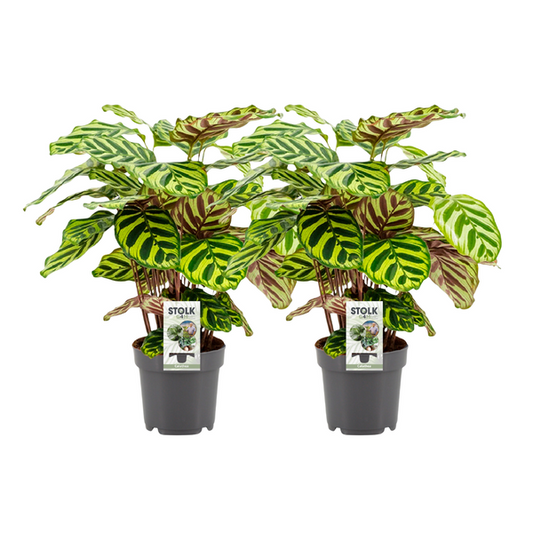 Calathea Makoyana - 2 pieces - Ø14cm - ↕45cm