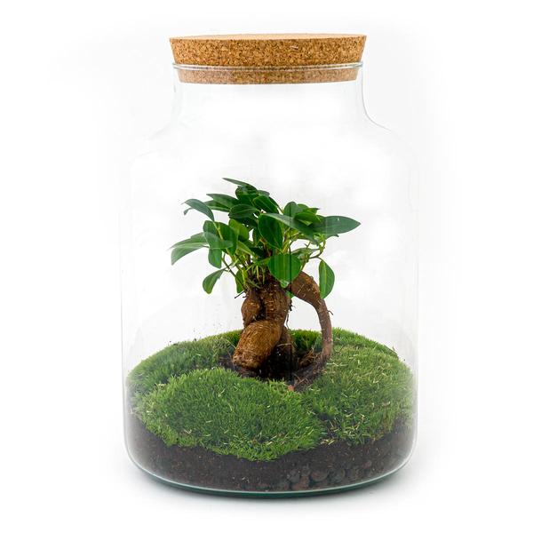 DIY terrarium - Milky with bonsai - ↕ 30 cm - Normal