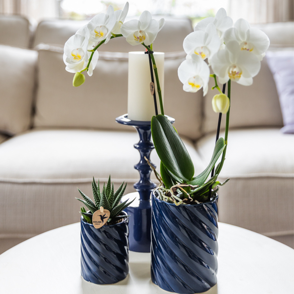 Hummingbird Orchids | Set of white orchid Amabilis and succulent in Candy decorative pots blue - pot size Ø9cm & Ø6cm | flowering houseplant - fresh from the grower