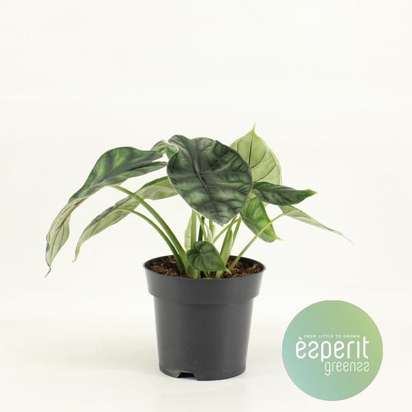 Alocasia Drachenschuppe - Ø14cm - ↕25cm