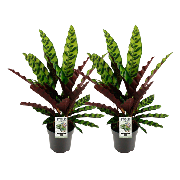 Calathea Lancifolia Insignis - 2 pieces - Ø14cm - ↕45cm