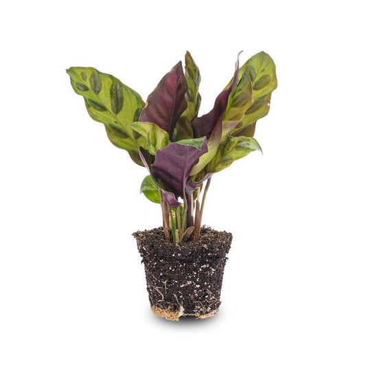 Calathea Lancifolia - Pfauenpflanze - Terrarienpflanze - Topfgröße 6