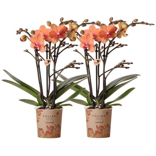 Kolibri-Orchideen | KOMBIANGEBOT aus 2 orangen Phalaenopsis Orchideen - Bolzano - Topfgröße Ø9cm blühende Zimmerpflanze - frisch vom Züchter