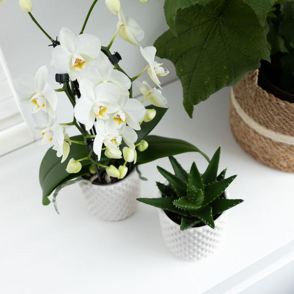 Hummingbird Orchids | white Phalaenopsis orchid - Niagara Fall - pot size Ø12cm | flowering houseplant - fresh from the grower