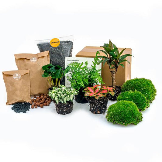 Plant terrarium package - Jungle 5 - Coffea - Fern - Palm - 2x Fittonia - Refill & Starter Package - DIY