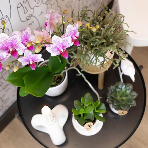 Hummingbird Orchids | Pink Phalaenopsis orchid - Mineral Rotterdam - pot size Ø9cm | flowering houseplant - fresh from the grower