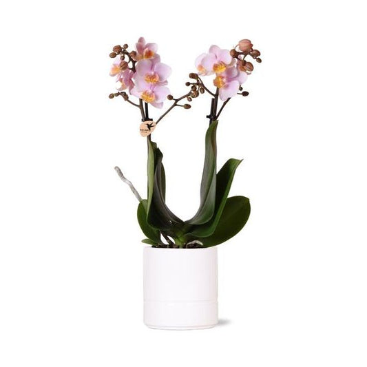 Kolibri-Orchideen | Rosa Phalaenopsis Orchidee - Andorra + Pastelltopf weiß - Topfgröße Ø9cm | blühende Zimmerpflanze - frisch vom Züchter